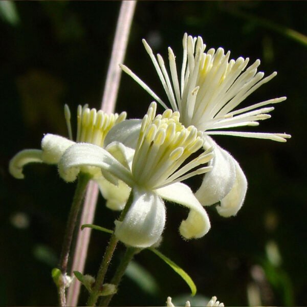 Meditación - Clematis (Audio)
