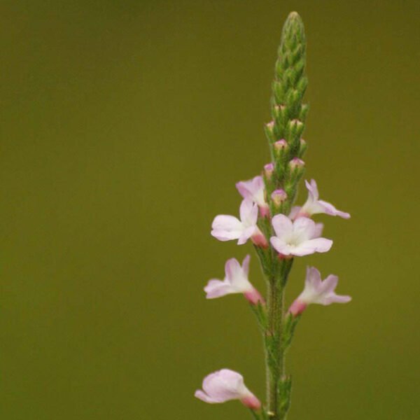Meditación - Vervain (Audio)